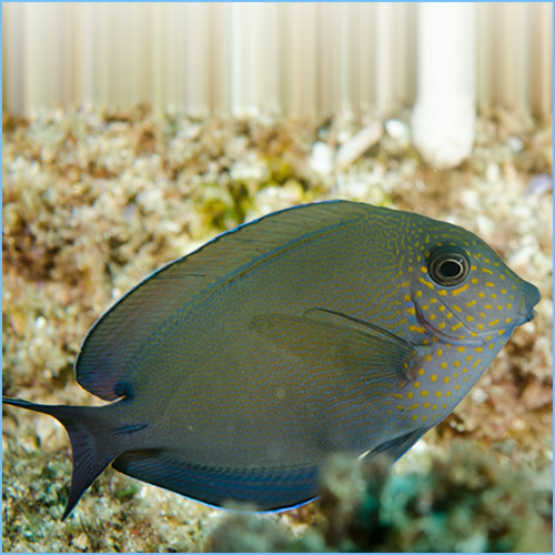 Lavender Tang Fish or Spot-Cheeked Surgeonfish