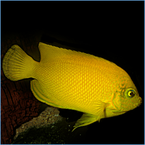 Lemonpeel Angelfish