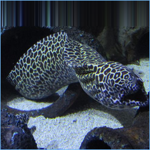 Leopard Moray Eel or Dragon Moray Eel