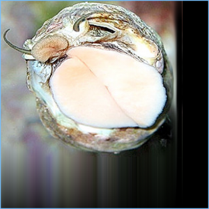 Mexican Turbo Snail or Turban Shell Snail