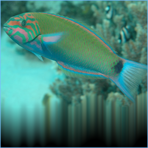 Moon Wrasse or Cresent Wrasse