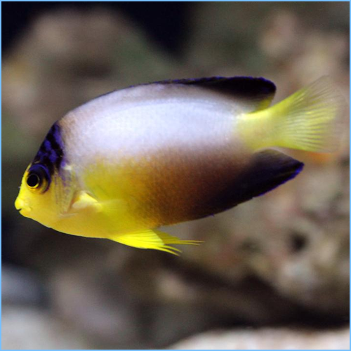 Multicolor Angelfish or Pastel Pygmy Angelfish
