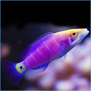 Mystery Wrasse or Whitebarred Wrasse