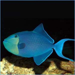 Niger Pacific Queen Triggerfish