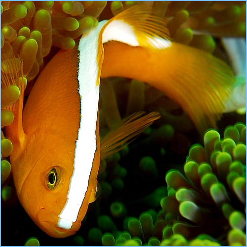 Orange Clownfish