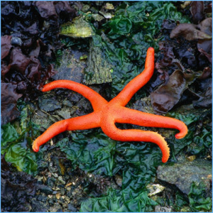 Orange Sea Star or Orange Starfish