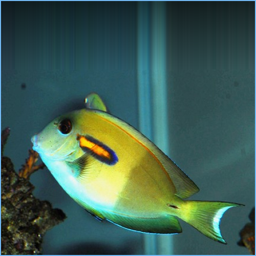 Orange Shoulder Tang or Orange Epaulette Surgeonfish