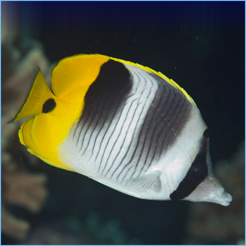 Pacific Double-Saddle Butterflyfish or False Furcula Butterflyfish