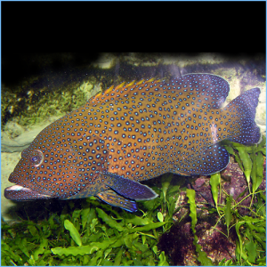 Peacock Hind Fish or Bluespotted Grouper Fish