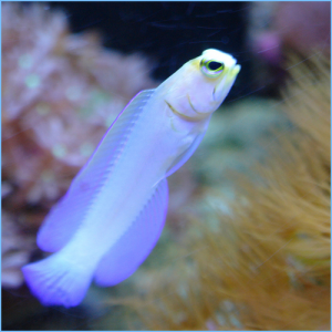 Pearly Jawfish or Yellowhead Jawfish