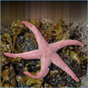 12pcs Antique Bronze Tone Patina Wash Large Sea Star Starfish Marine Animal P...