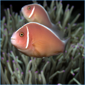 Pink Skunk Clownfish or Pink Anemonefish