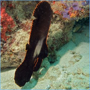Pinnate Batfish or Platax Pinnatus Dusky Batfish