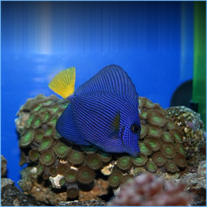 Purple Tangfish or Yellowtail Tangfish
