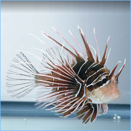 Radiata Lionfish or Radial Firefish