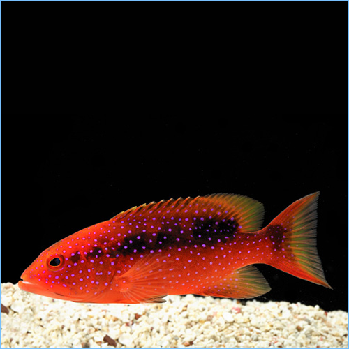 Red Louti Grouper or Cherry Louti Grouper Fish
