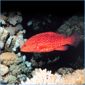 Red Miniatus Grouper or Coral Blue-Spot Rockcod