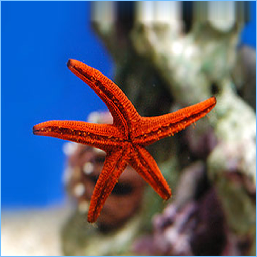 Red Sea Star or Red Starfish