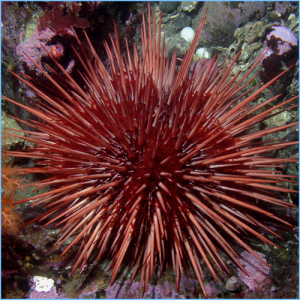 Urchins