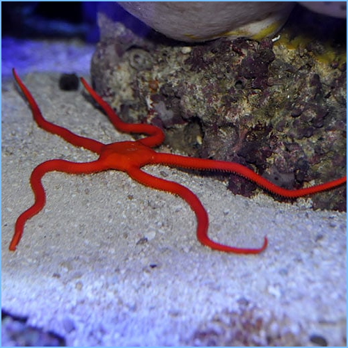Red Serpent Starfish or Serpent Sea Star