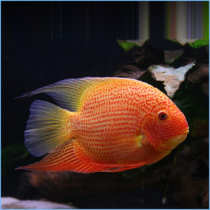 Red Spotted Severum or Golden Red Spot Severum