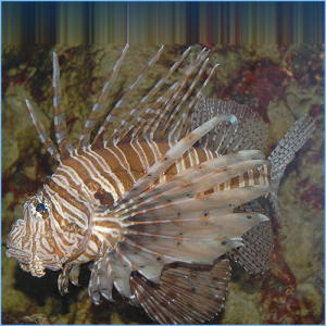 Black Volitan Lionfish or Red Volitan Lionfish