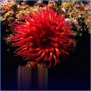 Rose Bubble Tip Anemone or Red Corn Anemone