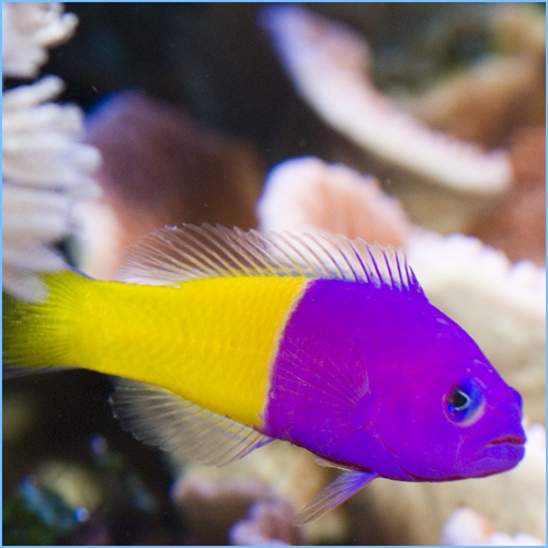 Royal Dottyback Fish or Bicolor Dottyback