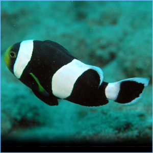 Saddleback Clownfish or Yellowfin Anemonefish