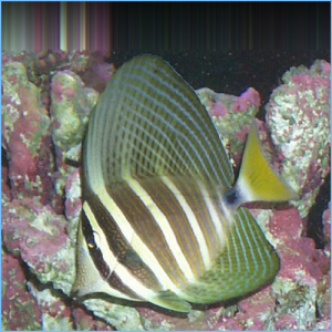 Sailfin Tangfish