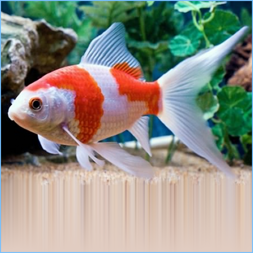 Comet feeder fish sale