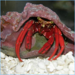 Scarlet Red Leg Hermit Crab or Scarlet Reef Hermit Crab