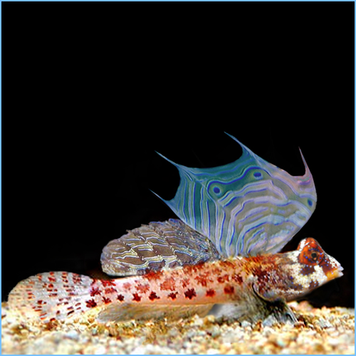 Scooter Blenny or Starry Stellate Dragonet