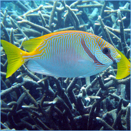 Scribbled Rabbitfish or Barred Spinefoot Fish