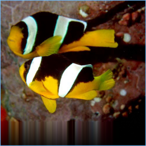 Sebae Clownfish or Sebae Anemonefish