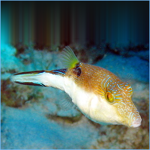 Caribbean Sharpnose Toby or Atlantic Toby Pufferfish