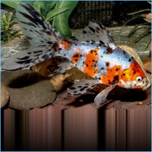 Shubunkin Goldfish