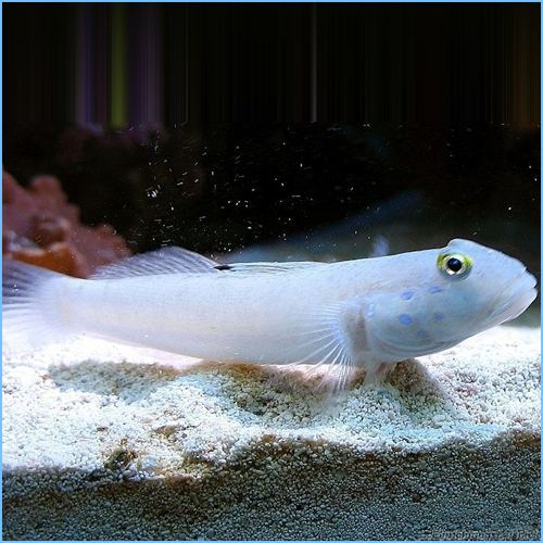 Sleeper Blue Dot Goby or Ladder Glider Goby