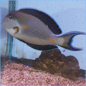 Sohal Tangfish or Sohal Surgeonfish