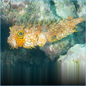 Spiny Box Puffer or Web Burrfish