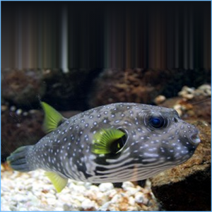 Stars & Stripes Puffer or Whitespotted Pufferfish