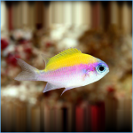 Sunshine Chromis Damselfish or Purple & Yellow Chromis | Pete's ...