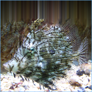 Tassle Filefish or Prickly Leather-Jacket Filefish