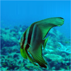 Teira Batfish or Longfin Spadefish