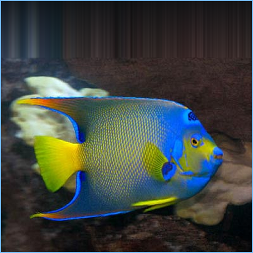 Townsend Angelfish or Bermuda Blue Angelfish
