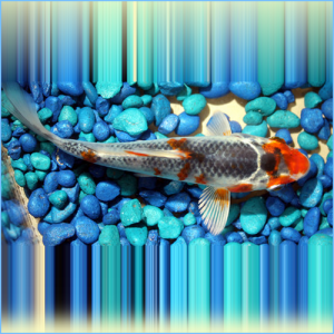 Tri-Colored Koi Pond Fish