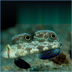 Two-Spotted Goby