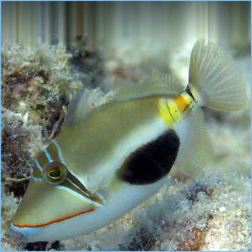 Verrucosus Triggerfish or Blackbelly Triggerfish