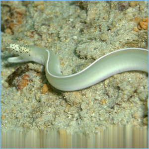 White Ribbon Eel