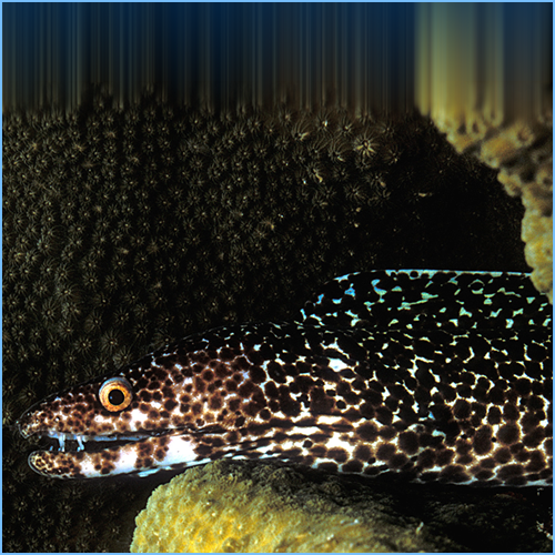 White Spotted Moray Eel